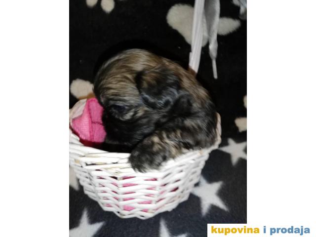 ŠICU (shihtzu) stenci izuzetnog kvaliteta ŠICU (shihtzu) stenci izuzetnog kvaliteta