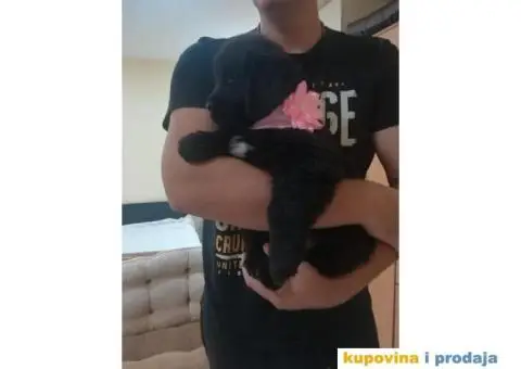 NJUFAUNDLENDER stenci - vrhunskog porekla - 1/6