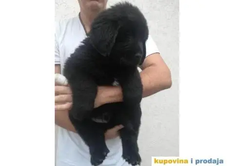 NJUFAUNDLENDER stenci - vrhunskog porekla - 3/6