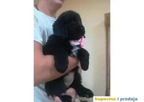 NJUFAUNDLENDER stenci - vrhunskog porekla - 4/6