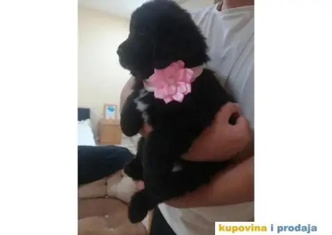 NJUFAUNDLENDER stenci - vrhunskog porekla - 5/6