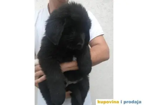 NJUFAUNDLENDER stenci - vrhunskog porekla - 6/6