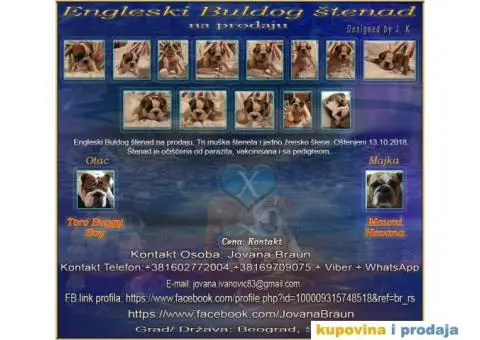 Engleski Buldog štenad na prodaju - 1/10