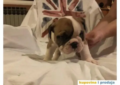 Engleski Buldog štenad na prodaju - 2/10