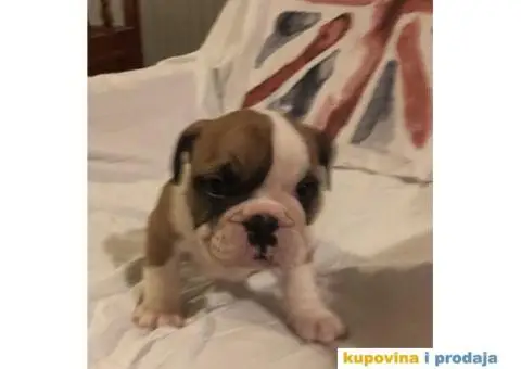 Engleski Buldog štenad na prodaju - 3/10