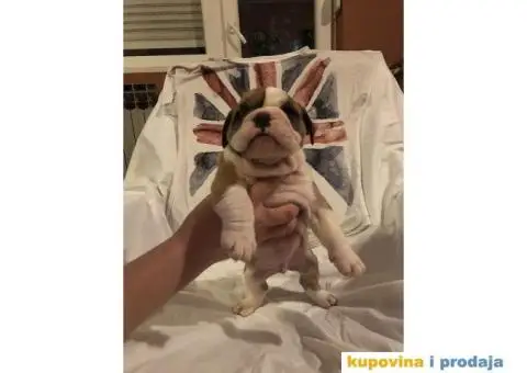 Engleski Buldog štenad na prodaju - 4/10
