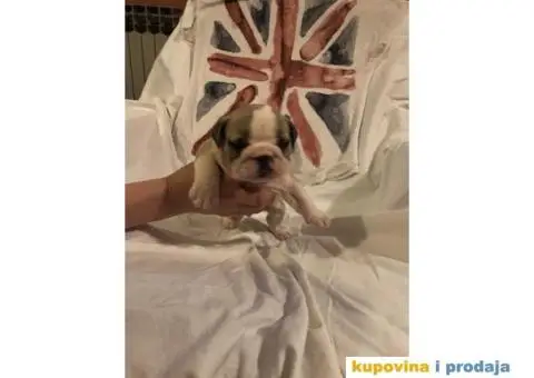 Engleski Buldog štenad na prodaju - 5/10