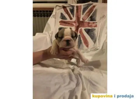 Engleski Buldog štenad na prodaju - 6/10