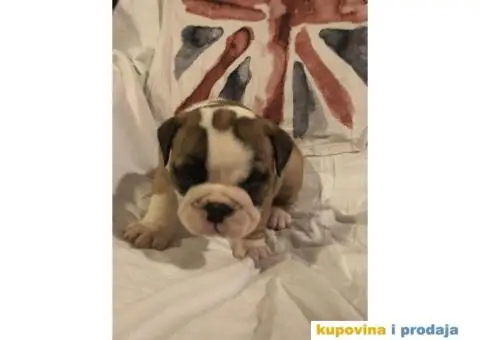 Engleski Buldog štenad na prodaju - 7/10