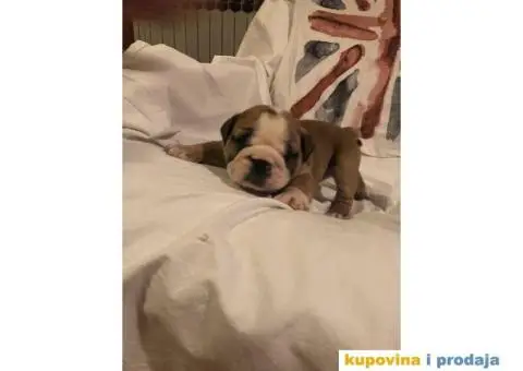 Engleski Buldog štenad na prodaju - 8/10