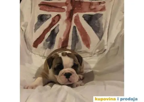 Engleski Buldog štenad na prodaju - 9/10