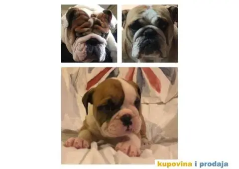 Engleski Buldog štenad na prodaju - 10/10
