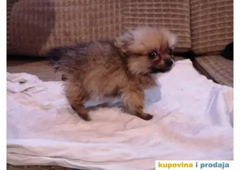 Stenad MIX pomeranca i Nemackog patuljastog SPICA - 1/6