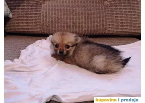 Stenad MIX pomeranca i Nemackog patuljastog SPICA - 2/6