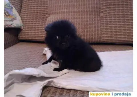 Stenad MIX pomeranca i Nemackog patuljastog SPICA - 3/6