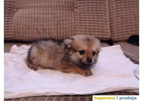 Stenad MIX pomeranca i Nemackog patuljastog SPICA - 4/6