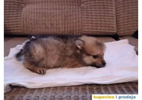 Stenad MIX pomeranca i Nemackog patuljastog SPICA - 5/6