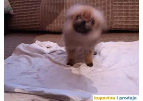 Stenad MIX pomeranca i Nemackog patuljastog SPICA - 6/6