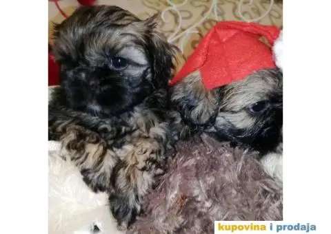 Carobni stenci SHIH-TZUA - 2/6