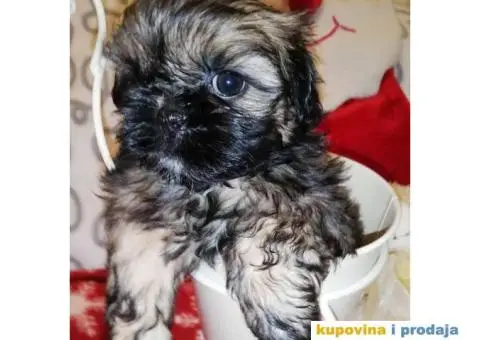 Carobni stenci SHIH-TZUA - 3/6