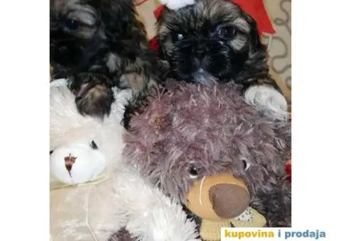 Carobni stenci SHIH-TZUA - 4/6