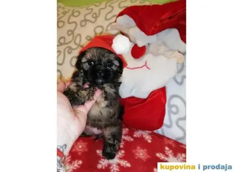 Carobni stenci SHIH-TZUA - 5/6