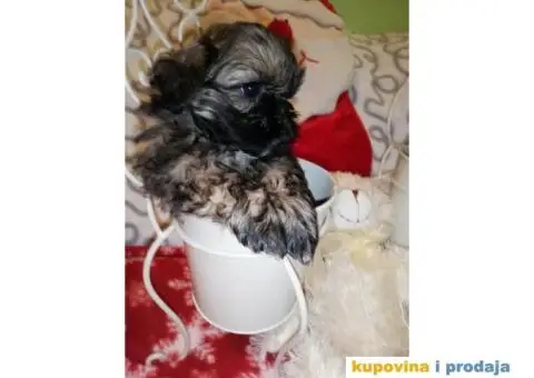 Carobni stenci SHIH-TZUA - 6/6