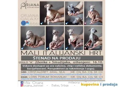 Mali Italijanski Hrt štenad na prodaju - 1/9