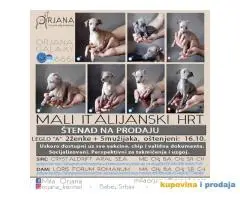 Mali Italijanski Hrt štenad na prodaju