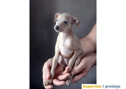 Mali Italijanski Hrt štenad na prodaju - 2/9