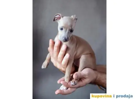 Mali Italijanski Hrt štenad na prodaju - 3/9