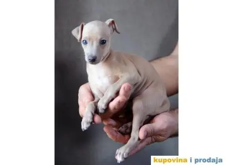 Mali Italijanski Hrt štenad na prodaju - 4/9