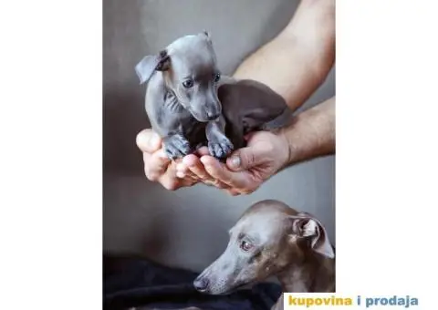 Mali Italijanski Hrt štenad na prodaju - 5/9