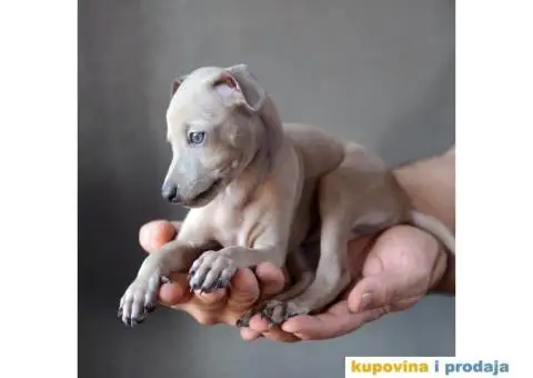 Mali Italijanski Hrt štenad na prodaju - 6/9