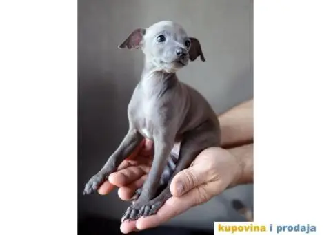 Mali Italijanski Hrt štenad na prodaju - 7/9