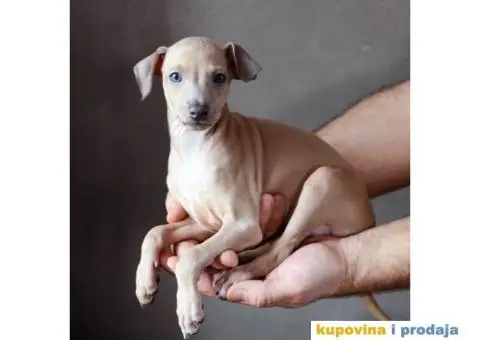 Mali Italijanski Hrt štenad na prodaju - 8/9