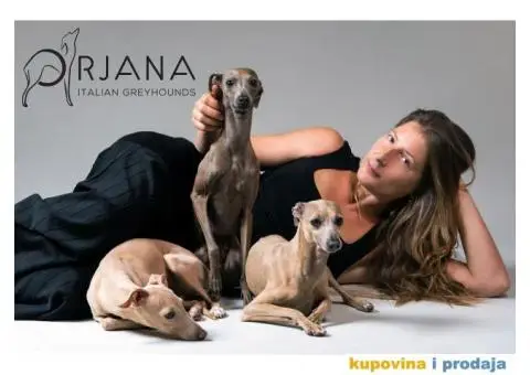 Mali Italijanski Hrt štenad na prodaju - 9/9