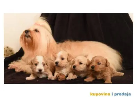 HAVANSKI BISON - stenci zlatne boje - 1/6