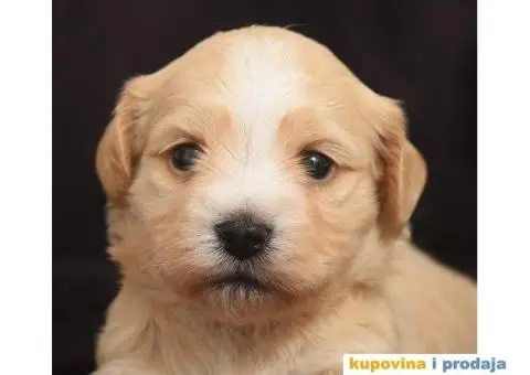 HAVANSKI BISON - stenci zlatne boje - 3/6