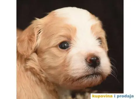 HAVANSKI BISON - stenci zlatne boje - 4/6