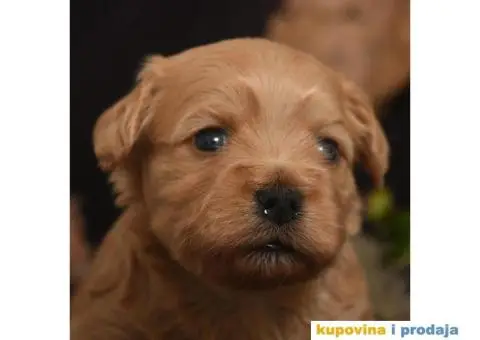 HAVANSKI BISON - stenci zlatne boje - 5/6