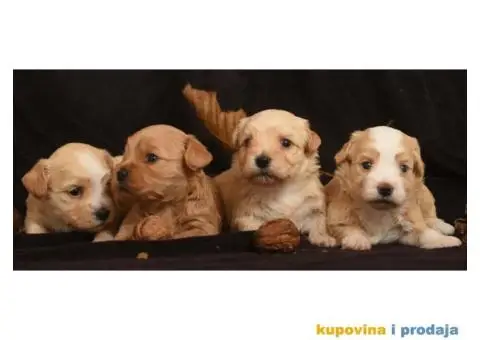 HAVANSKI BISON - stenci zlatne boje - 6/6