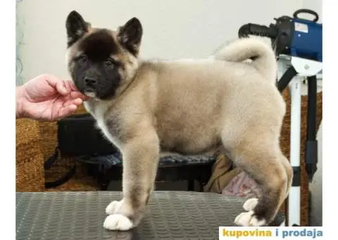 AMERICKE AKITE - dva prelepa muska steneta - 1/9