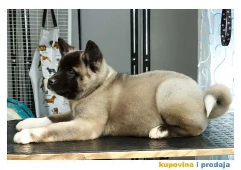 AMERICKE AKITE - dva prelepa muska steneta - 2/9