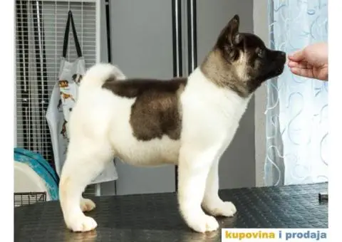 AMERICKE AKITE - dva prelepa muska steneta - 3/9