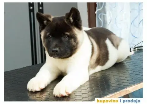 AMERICKE AKITE - dva prelepa muska steneta - 4/9