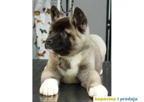 AMERICKE AKITE - dva prelepa muska steneta - 5/9