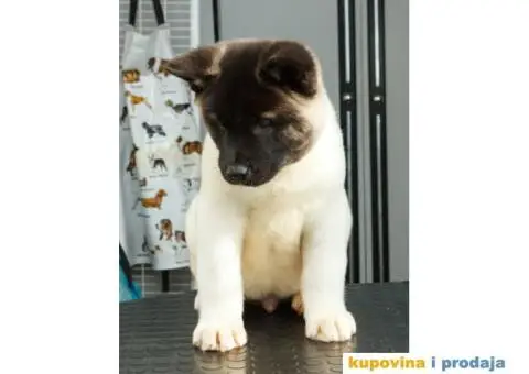 AMERICKE AKITE - dva prelepa muska steneta - 6/9