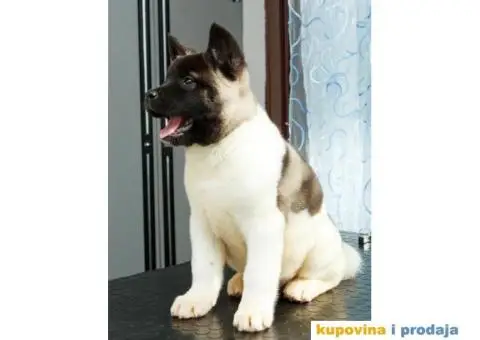 AMERICKE AKITE - dva prelepa muska steneta - 7/9