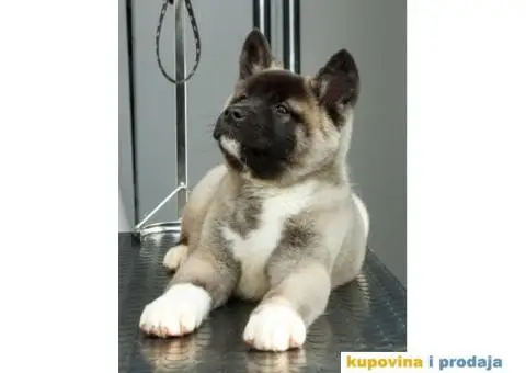 AMERICKE AKITE - dva prelepa muska steneta - 8/9